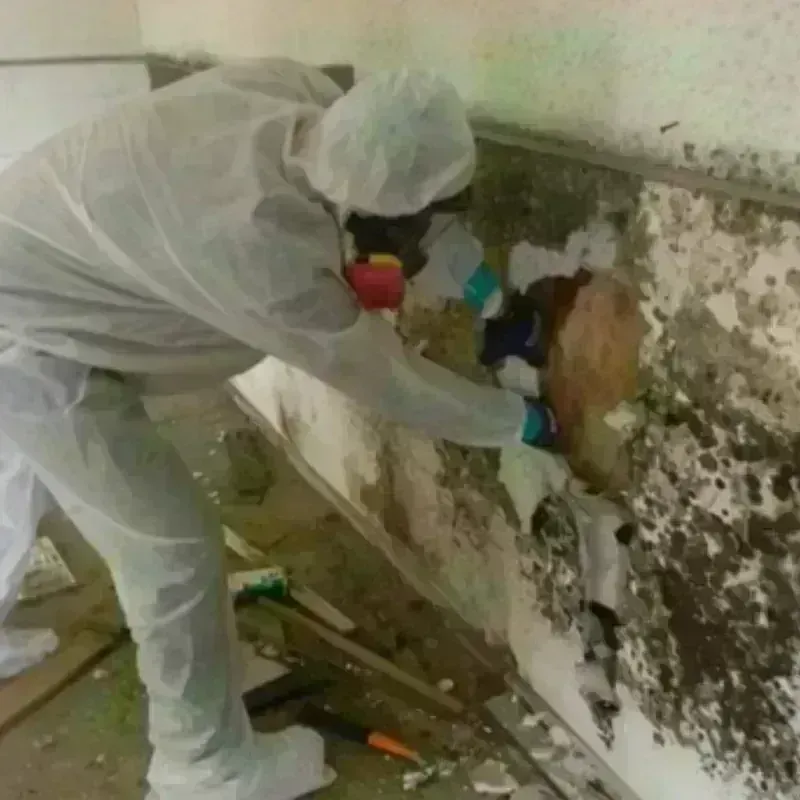 Mold Remediation and Removal in Apalachin, NY